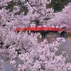 弘前城公園の川沿いのサクラ