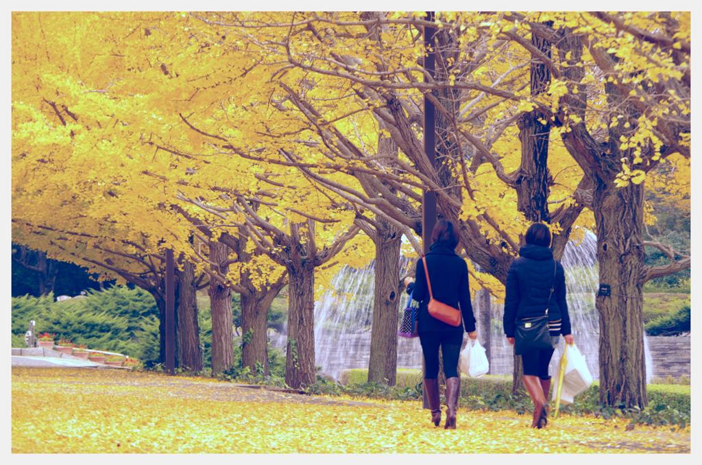 いちょう並木を散策・・昭和記念公園
