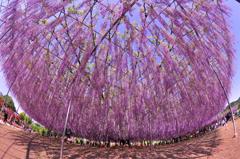 魚眼 あしかがフラワーパーク 大藤の花・・20120512