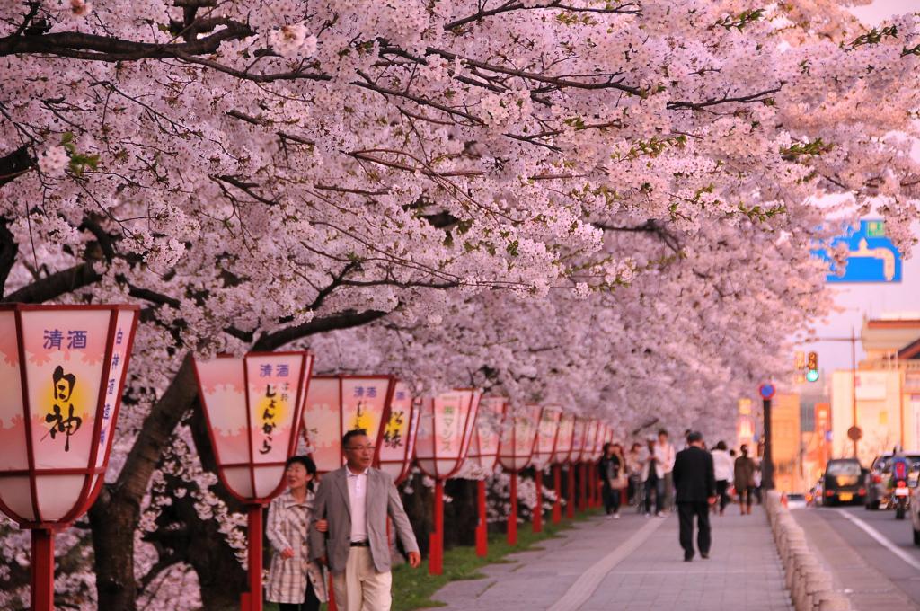 夕方の弘前城公園サクラ並木。。