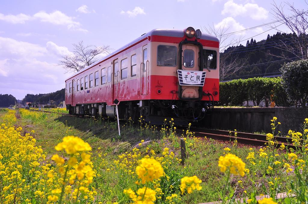 キハと菜の花・・そと房号