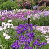 さまざまな種類の花菖蒲が・・・