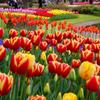 変わったチューリップも。。昭和記念公園