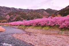 上流の川沿いの河津さくら・・・