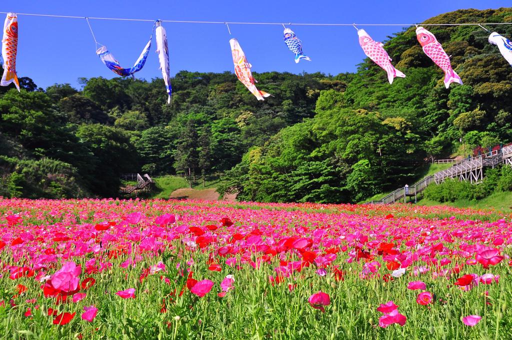 鯉のぼりとホピー・・くりはま花の国