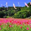 鯉のぼりとホピー・・くりはま花の国