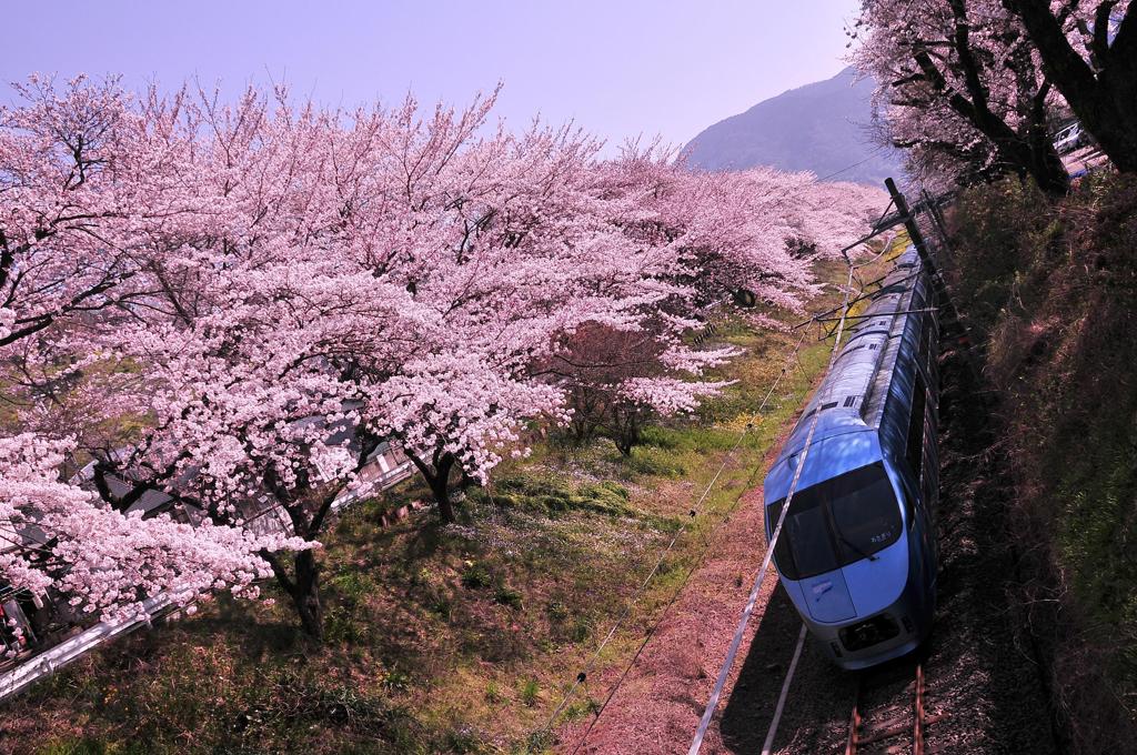 御殿場線特急あさぎり号・・山北の桜のトンネル①