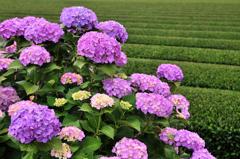 綺麗な茶畑に咲く紫陽花・・2012