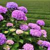 綺麗な茶畑に咲く紫陽花・・2012