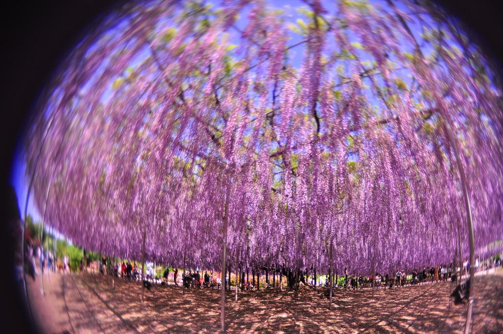 不思議な空間。。あしかがフラワーパーク藤の花・・20120512
