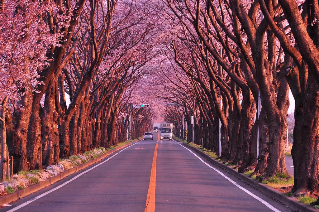 朝日を浴びてもっとピンクに。。海軍道路桜並木