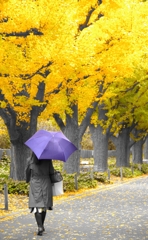 雨の日の明治神宮外苑の銀杏と傘をさす女性・・・