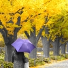 雨の日の明治神宮外苑の銀杏と傘をさす女性・・・