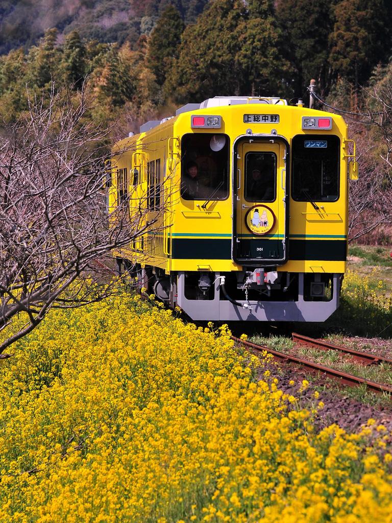 いすみ鉄道の新型車両で菜の花見ながら。。