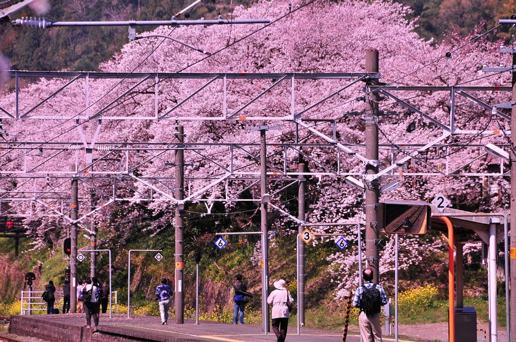 御殿場線山北駅ホームから見る桜群・・・