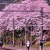 御殿場線山北駅ホームから見る桜群・・・