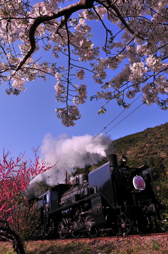 大井川鉄道 笹間渡鉄橋付近のサクラとSLさくら号