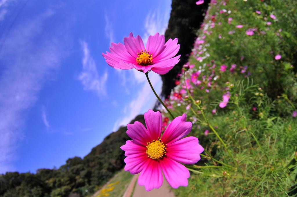 太陽の光を浴びるくりはま花の国・・