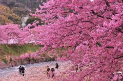 綺麗なピンクな桜。。。河津さくら