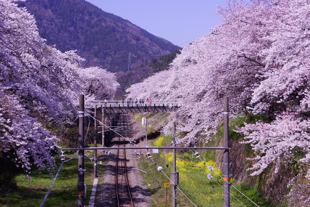 天気のいい日の山北桜のトンネル。。HDR