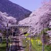 天気のいい日の山北桜のトンネル。。HDR