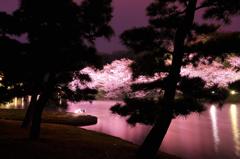 松からのぞく夜桜・・三渓園