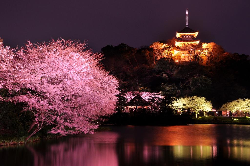 三渓園の三重の塔と桜