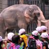 子供たちのアイドル・・アフリカぞうさん