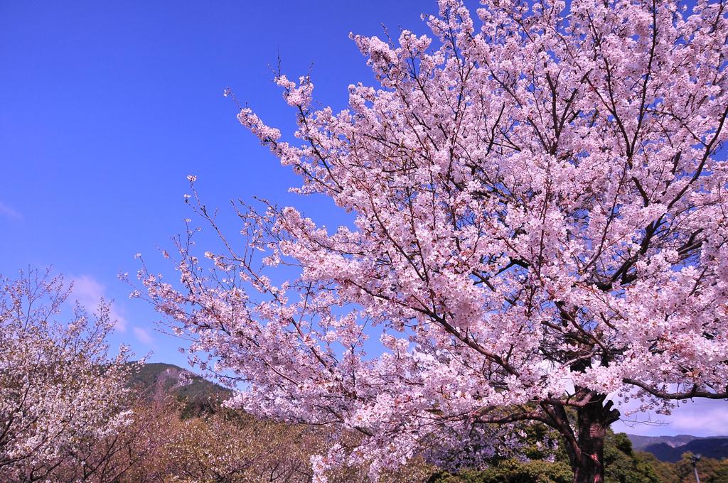 大井川に咲くサクラ・・