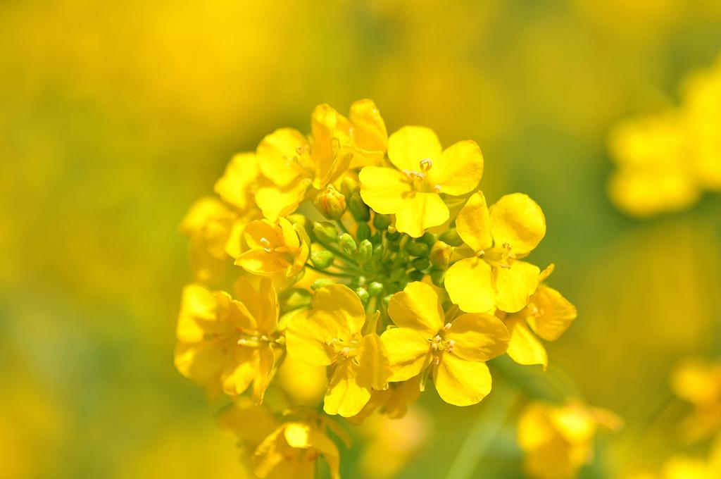 温かさを感じる菜の花の黄色。。