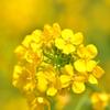 温かさを感じる菜の花の黄色。。