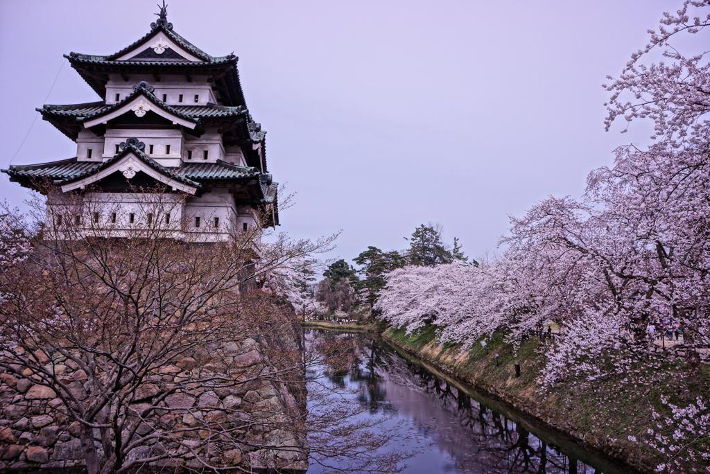春の名所。。弘前城とサクラ