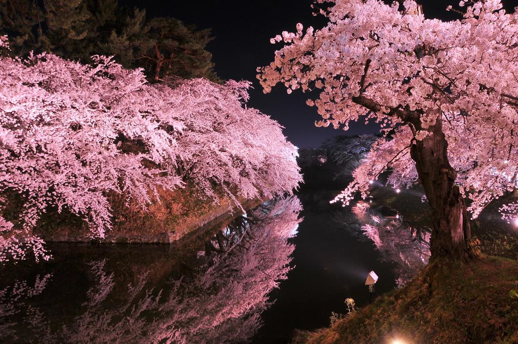 弘前城公園お堀の夜桜・・
