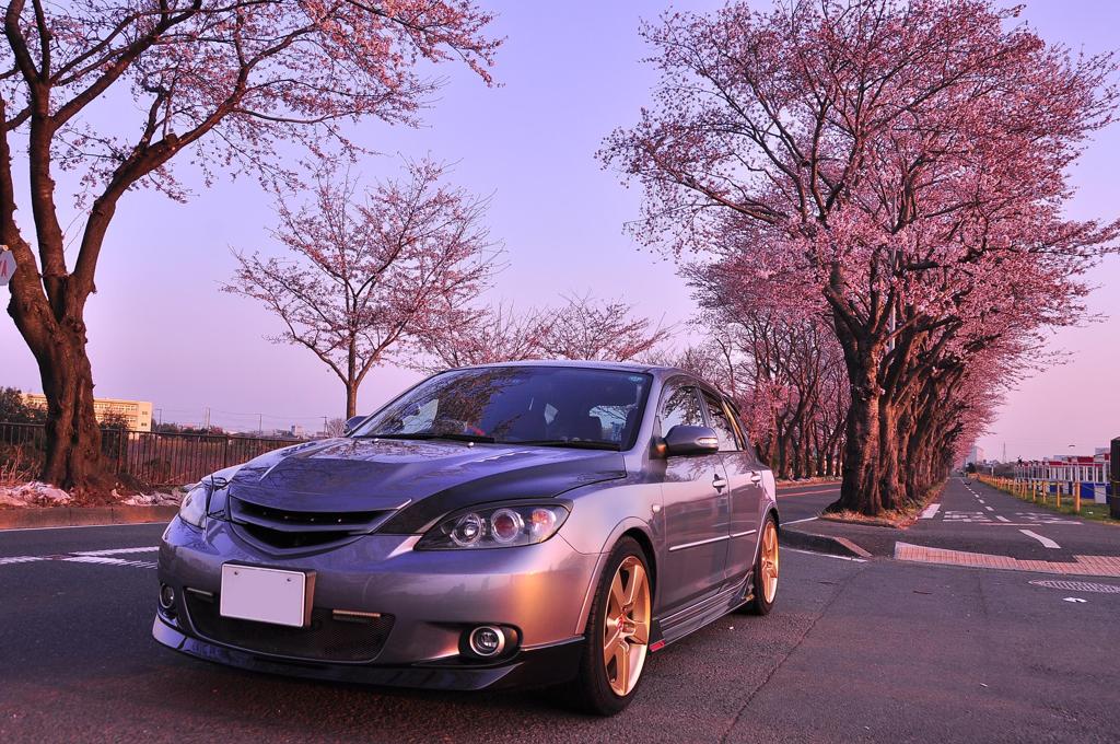 愛車と早朝の桜並木で。。