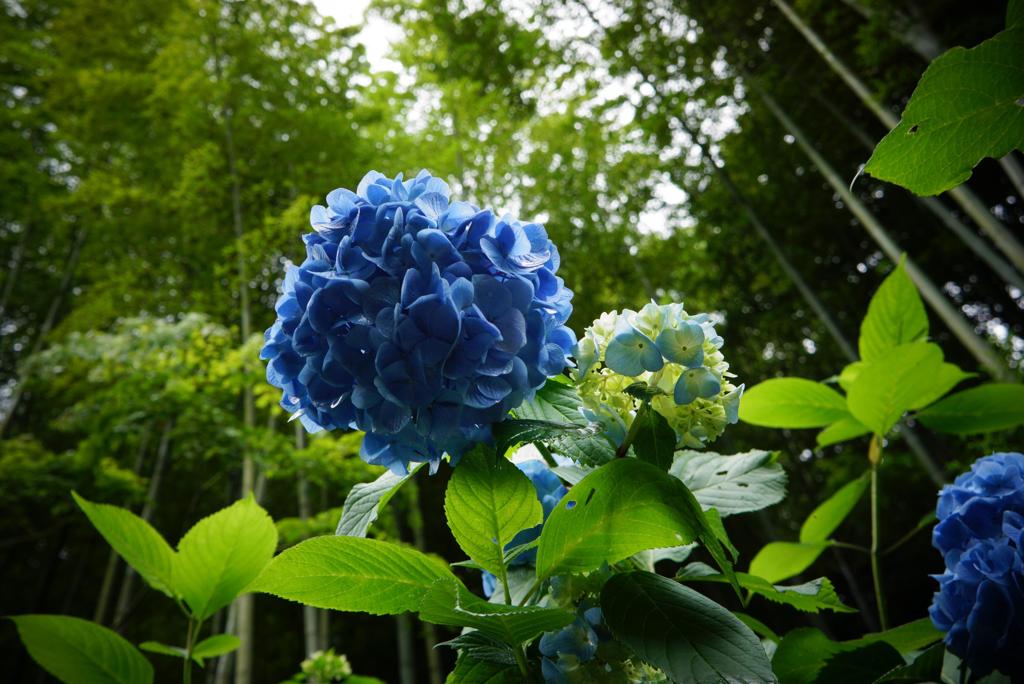 竹やぶに咲く紫陽花・・
