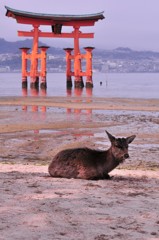 干潮になれば鹿も降りて。。