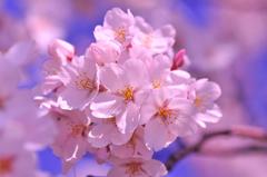 春の温かさを感じる桜達・・