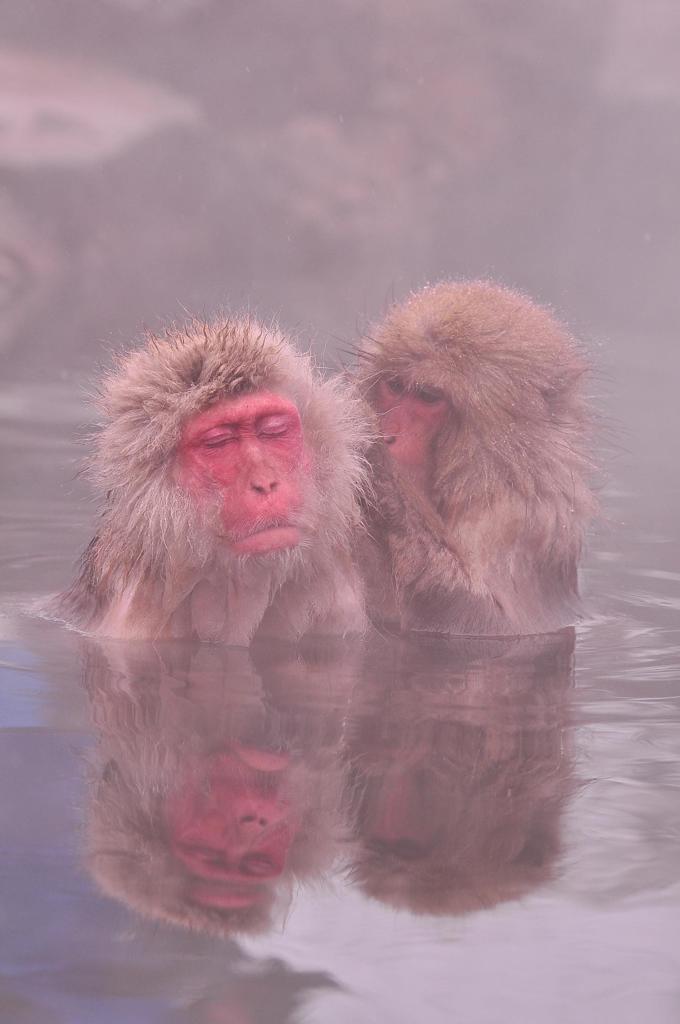 温泉入りながら毛づくろい・・
