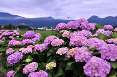 早朝・・・霧こめた風景に紫陽花・梅雨空