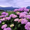 早朝・・・霧こめた風景に紫陽花・梅雨空