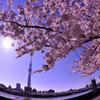 隅田川沿いの桜並木と東京スカイツリー