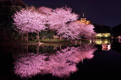 静寂な夜の三渓園の夜桜・・