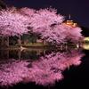 静寂な夜の三渓園の夜桜・・