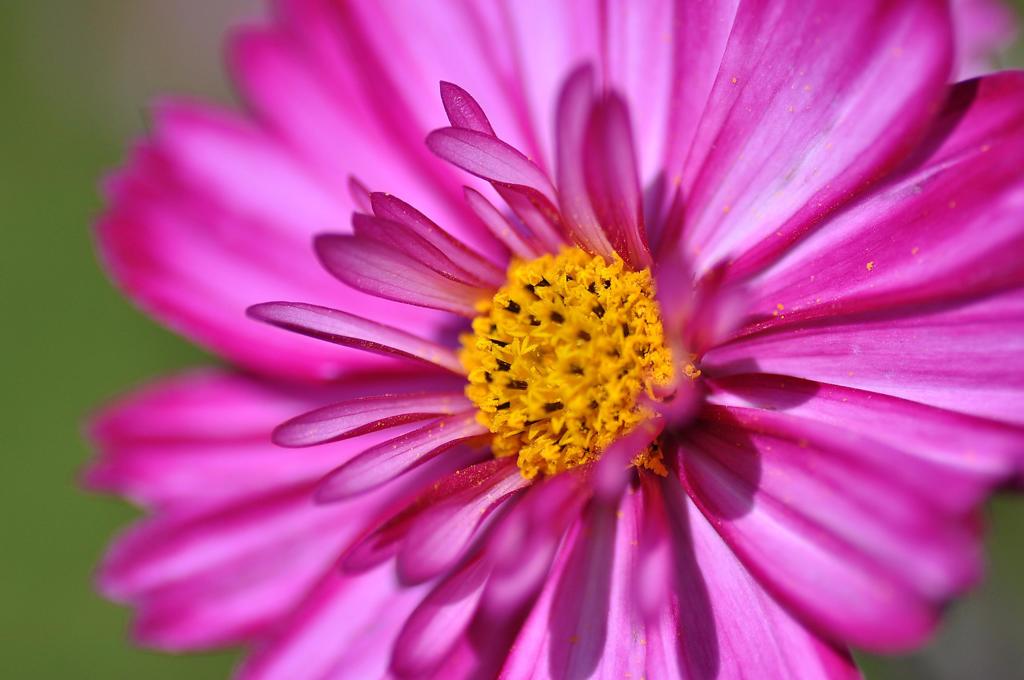 綺麗な花びら・・・くりはま花の国