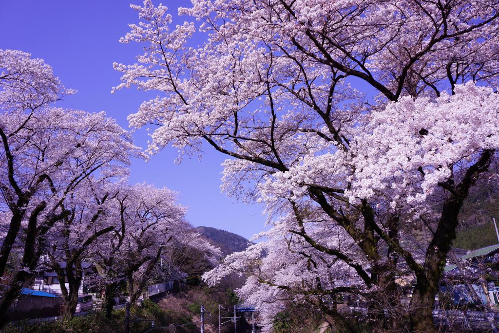 満開の山北桜。。