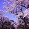 満開の山北桜。。