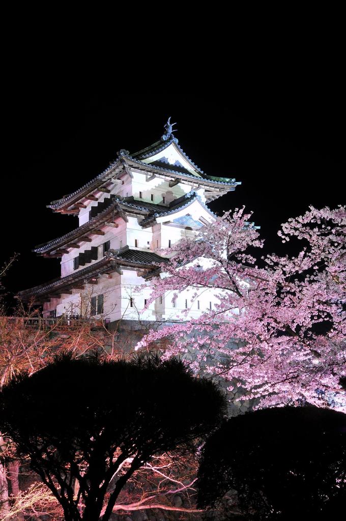 ライトアップされた弘前城とサクラ