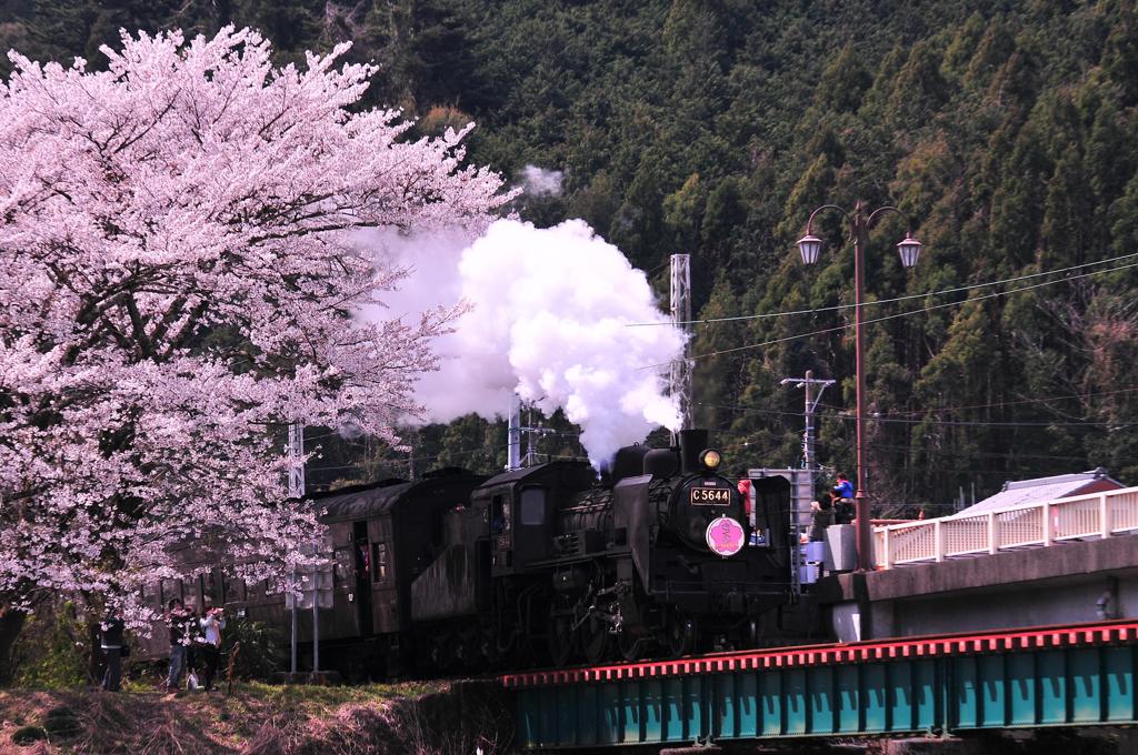 大井川鉄道SLさくら号C11 190と家山鉄橋のサクラ・・