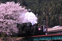 大井川鉄道SLさくら号C11 190と家山鉄橋のサクラ・・