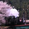 大井川鉄道SLさくら号C11 190と家山鉄橋のサクラ・・